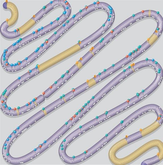 Illustration for article titled Biologists Have Built An Artificial Chromosome From Scratch
